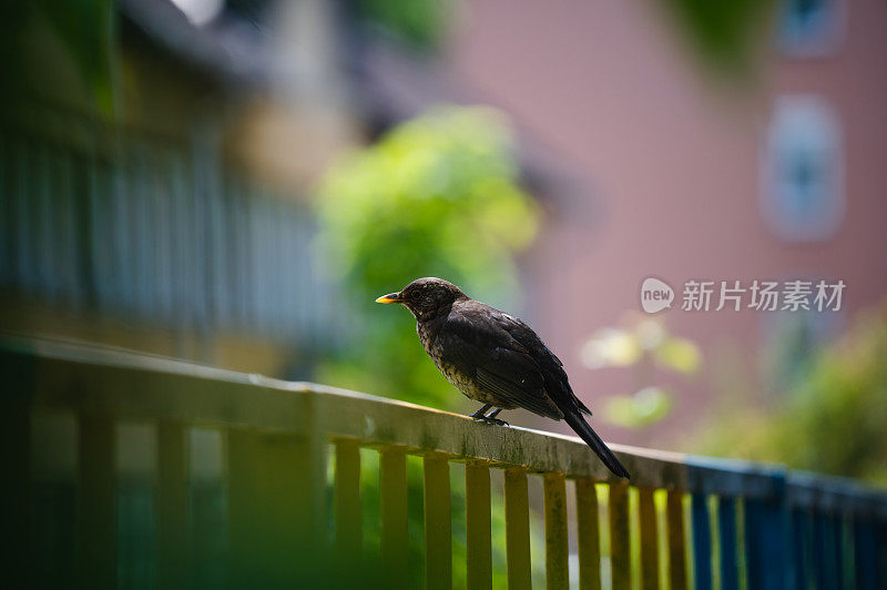 雄性黑鹂(Turdus merula)